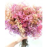 Nevěstin závoj/stabilizovaná Gypsophila svazek/kytice duhová růžovofialová – Hledejceny.cz