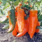 Paprika roční Timia - Capsicum annuum - semena papriky - 30 ks – Sleviste.cz