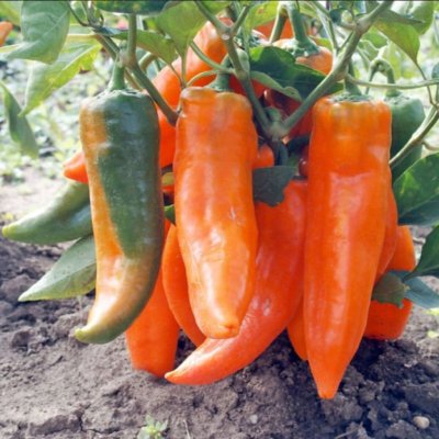 Paprika roční Timia - Capsicum annuum - semena papriky - 30 ks – Sleviste.cz