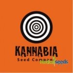 Kannabia Seeds Gorilla King Auto semena neobsahují THC 100 ks – Zbozi.Blesk.cz