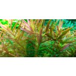 Rotala Vietnam H'ra – Hledejceny.cz