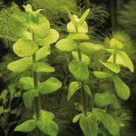 Bacopa lanigera - Bakuma vlasatá – Sleviste.cz