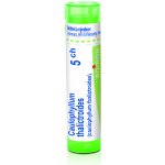 CAULOPHYLLUM THALICTROIDES POR 5CH GRA 1X4G – Hledejceny.cz