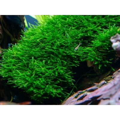 Taxiphyllum sp. Giant – Zboží Dáma