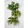 Obraz Ortisgreen Obraz z živých rostlin Hoh! Trio, osázený, bílá