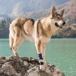 Balto Dvojitá kolenní ortéza s dlahou pro psa L – Zboží Dáma