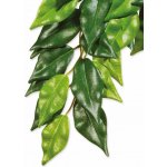 HAGEN Rostlina Ficus velká 70 cm – Hledejceny.cz