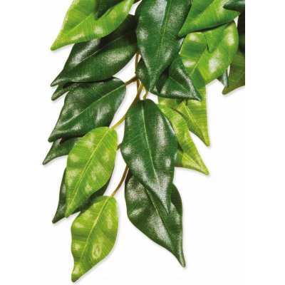 HAGEN Rostlina Ficus velká 70 cm – Zboží Mobilmania