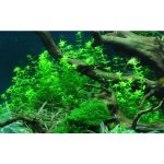 Hemianthus micranthemoides – Sleviste.cz