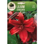 Lilie cibule, Lilium Asiatic Staccato, Jacek, červená, balená, 1 ks – Hledejceny.cz