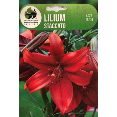 Lilie cibule, Lilium Asiatic Staccato, Jacek, červená, balená, 1 ks – Hledejceny.cz