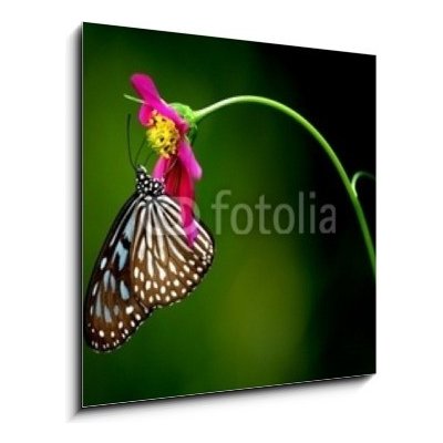 Obraz 1D - 50 x 50 cm - tropical rainforest butterfly tropický deštný prales motýl