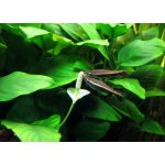 Anubias barteri - Anubias Barterův – Zboží Dáma