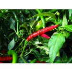 Thai Large – Sleviste.cz