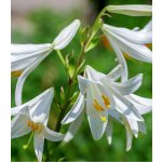 Lilie bělostná Lilium candidum prodej cibulovin 1 ks – Zboží Dáma