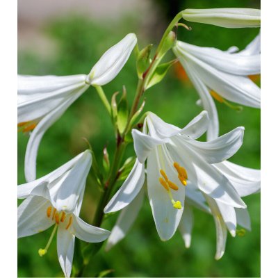 Lilie bělostná Lilium candidum prodej cibulovin 1 ks – Zboží Dáma