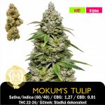 Dutch Passion Mokum's Tulip Feminizováno semena neobsahují THC 1 ks – Hledejceny.cz