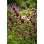 Krvavec 'Toten' 1 ks – Hledejceny.cz