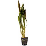 Aponogeton crispus - Kalatka kadeřavá – Zboží Dáma