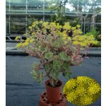Aeonium lindleyi – Hledejceny.cz