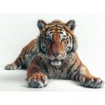 Pohlednice Tygr 4 – Zboží Dáma