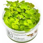 Phyllanthus fluitans – Zboží Dáma