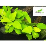 Anubias barteri var. nana Golden – Zboží Dáma