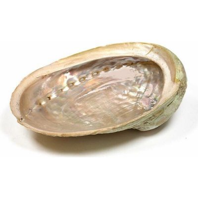 Nefertitis Abalon mušle leštěná vykuřovací miska M 13 až 16 cm NF19946 - cca 13 až 16 cm – Sleviste.cz