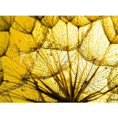 WEBLUX 86292092 Fototapeta papír close up of dandelion on the golden backgroundzblízka pampelišky na zlatém pozadí rozměry 360 x 266 cm – Hledejceny.cz