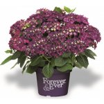 Hortenzie velkolistá Hydrangea macrophylla Forever & Ever fialová – Hledejceny.cz