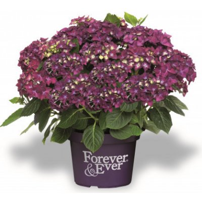 Hortenzie velkolistá Hydrangea macrophylla Forever & Ever fialová – Hledejceny.cz