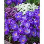 Krokus 'Ruby Giant' 10 ks – Hledejceny.cz