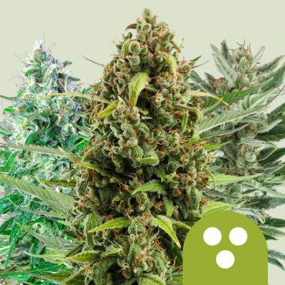 Royal Queen Seeds Autoflowering Mix semena neobsahují THC 3 ks – Zboží Dáma