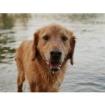 Frontline Combo Spot-On Dog L 20-40 kg 2,68 ml – Zboží Mobilmania