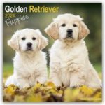 Golden Retriever Puppies Square Dog Puppy Breed Wall 16 Month 2024 – Hledejceny.cz