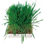 Trixie Tráva Hlodavec v misce 100 g – Zboží Dáma