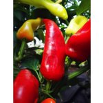 Hungarian Hot Wax – Hledejceny.cz