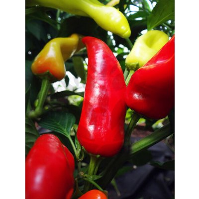 Hungarian Hot Wax – Hledejceny.cz