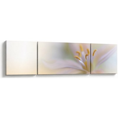 Obraz - Jemný květ, třídílný 170x50 cm – Hledejceny.cz
