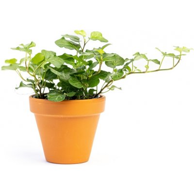 Gardners Hedera helix Green Wonder, průměr 9 cm Břečťan popínavý – Zboží Dáma