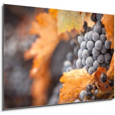 Obraz 1D - 100 x 70 cm - Lush, Ripe Wine Grapes with Mist Drops on the Vine Svěží, zralé vinné hrozny s mlhou klesá na vinici – Hledejceny.cz