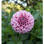 Jiřina 'Marble Ball' 1 ks – Zboží Mobilmania