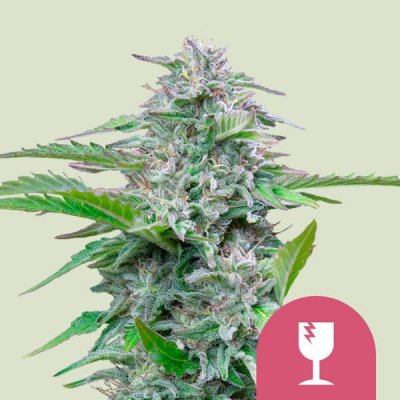 Royal Queen Seeds Critical semena neobsahují THC 1 ks – Sleviste.cz