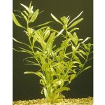 Hygrophila polysperma - Mokřanka mnohosemenná – Zboží Dáma