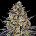 Barney's Farm LSD semena neobsahují THC 1 ks – Hledejceny.cz