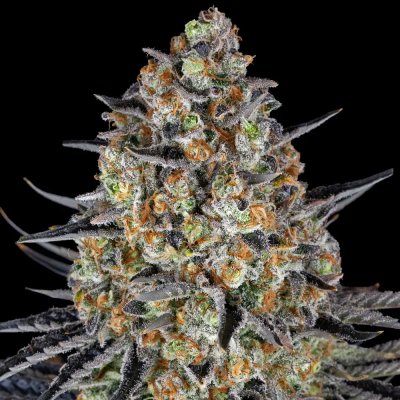 Barney's Farm LSD semena neobsahují THC 1 ks – Hledejceny.cz