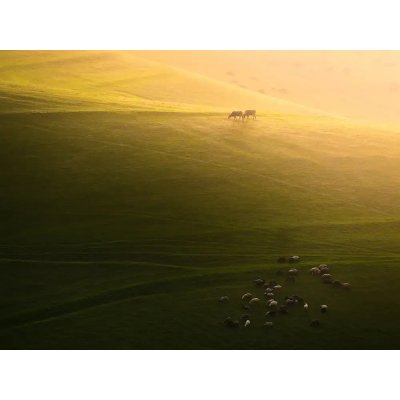 Fotografie - Behzad, Majid: Hospodářská zvířata na farmě - reprodukce obrazu – Sleviste.cz