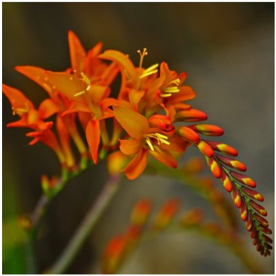 Montbrécie směs - Crocosmia - hlízy montbrécie - 12 ks