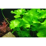 Nymphoides hydrophylla Taiwan – Zboží Mobilmania