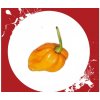 Osivo a semínko CHILLIMAT Chilli sazenice Habanero Big sun 1 ks